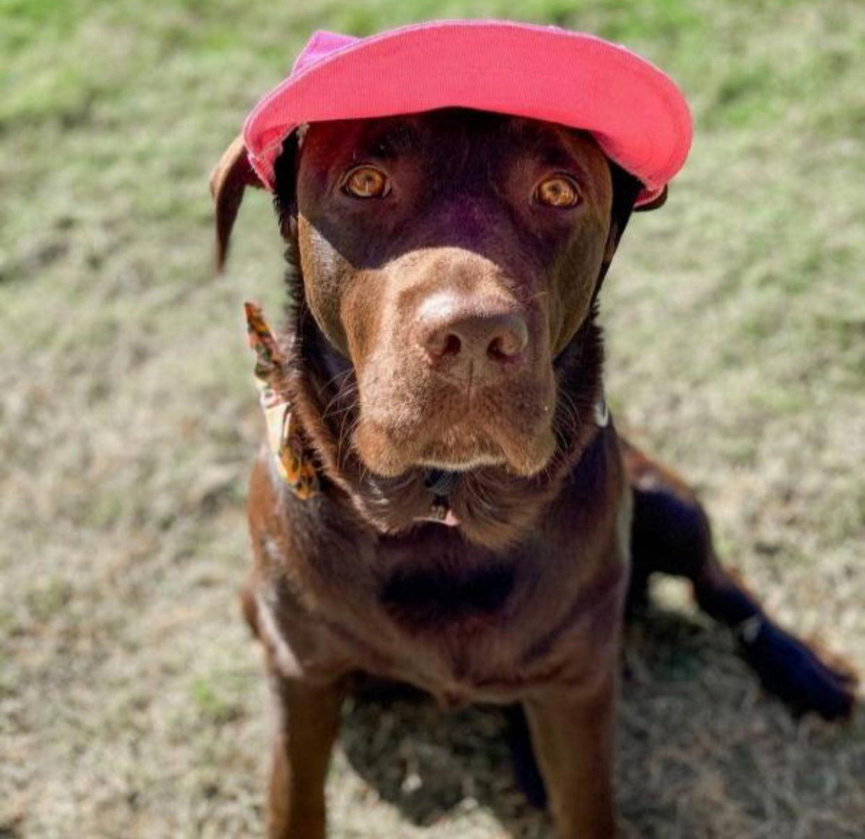 Hundekappe Pink – Sonnenschutz für Hunde