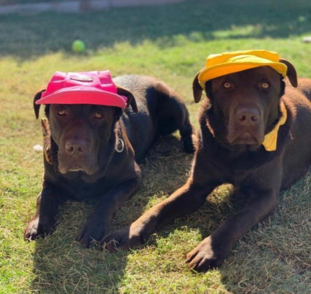 Hundekappe Pink – Sonnenschutz für Hunde