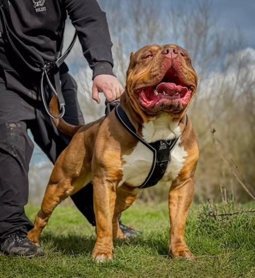 Bestia Dog Sport GripPro Heavy Duty Hundegeschirr