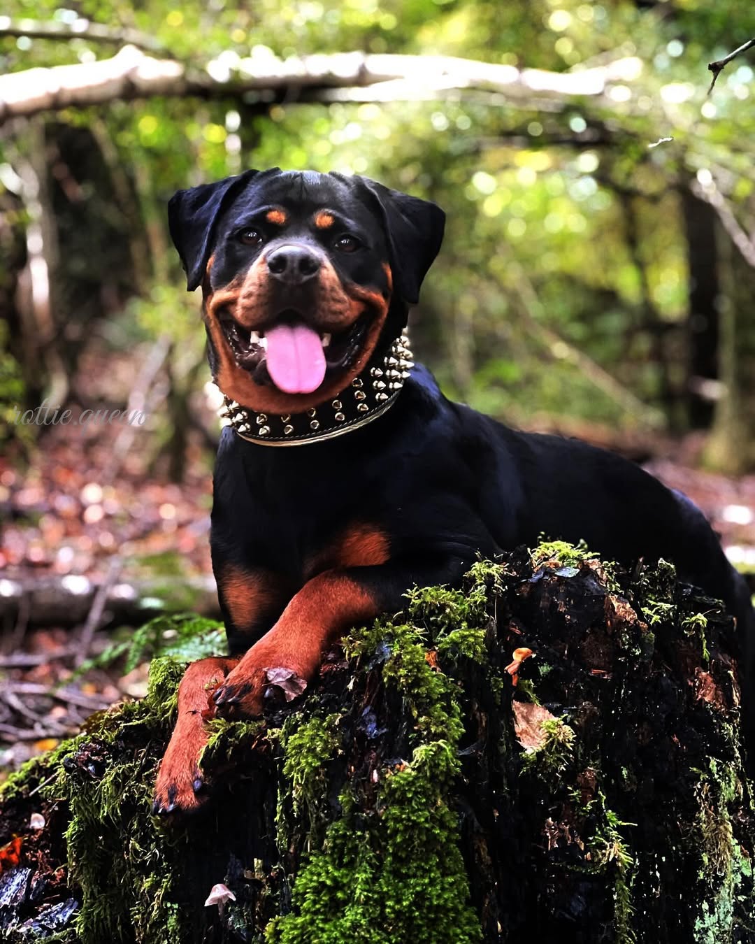 Bestia „Gold Giant“ Hundehalsband