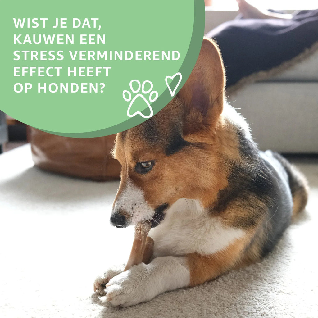 Kaninchenohren ohne Haar – Naturkausnack für Hunde