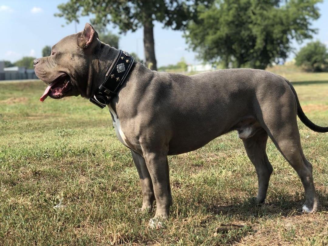 Bestia „Aztec“ Schwarzes Hundehalsband