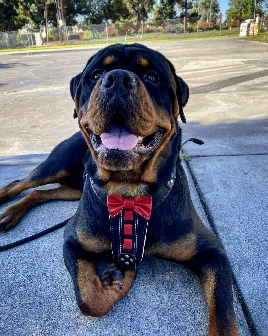 Bestia „Bowtie“ Leder-Hundegeschirr