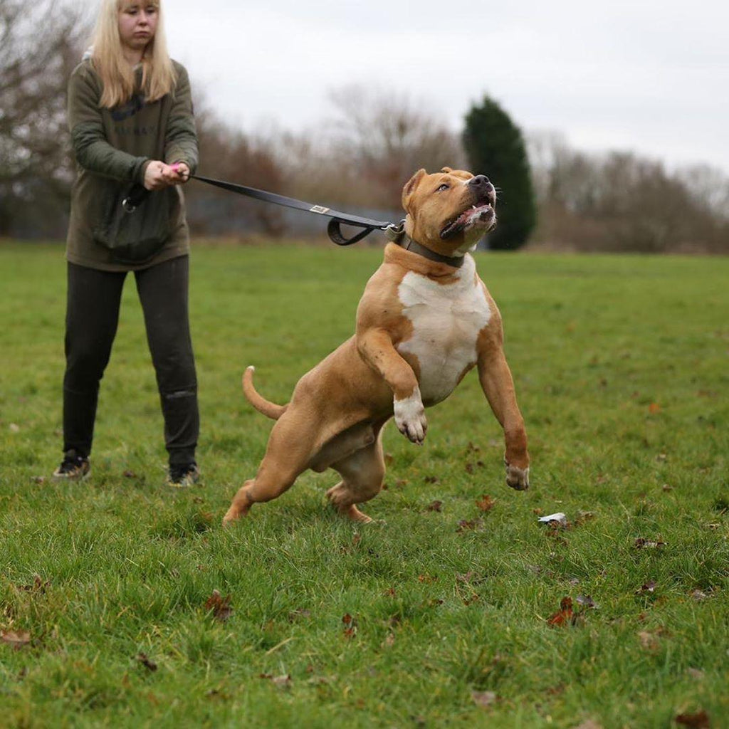 Bestia Dog Sport Doppelgriff-Leine Schwarz