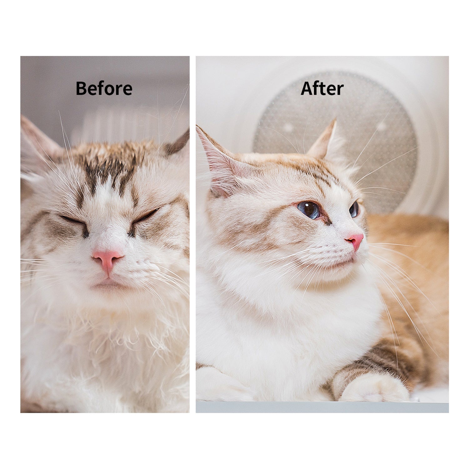 AirSalon Max Pro Pet Dryer Box-2