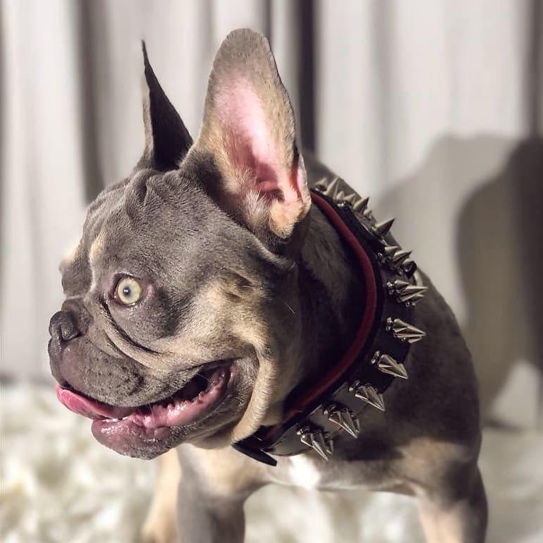 Bestia „Danger“ Hundehalsband