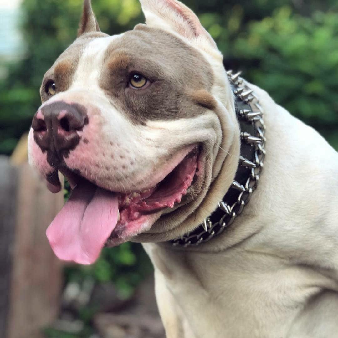 Bestia „Danger“ Hundehalsband