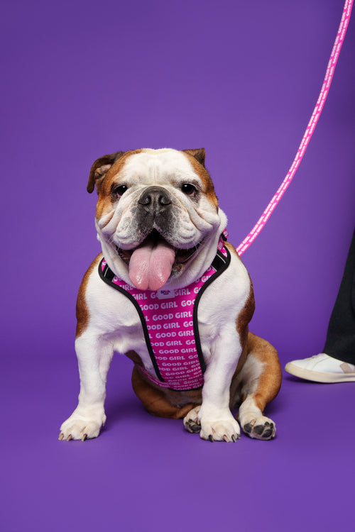 Good Girl Hundeleine – Pink mit gepolstertem Griff