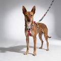 Hundegeschirr Rouge