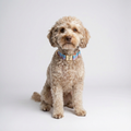 Halsband Aurora – Woofy Hund