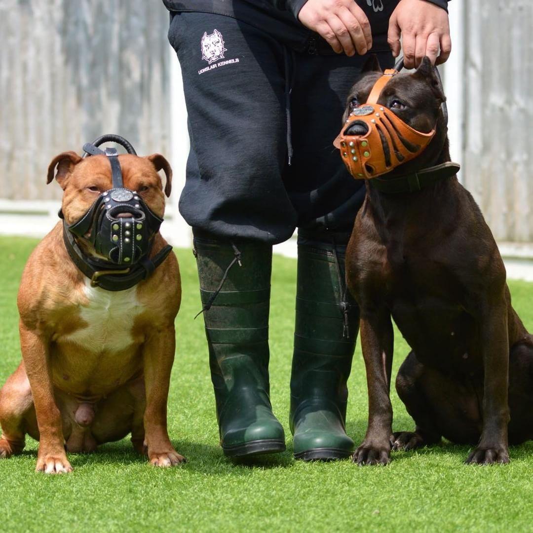 Bestia „Maximus“ Silber-Korbmaulkorb für Hunde
