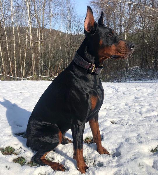 Bestia „Cobra“ Hundehalsband