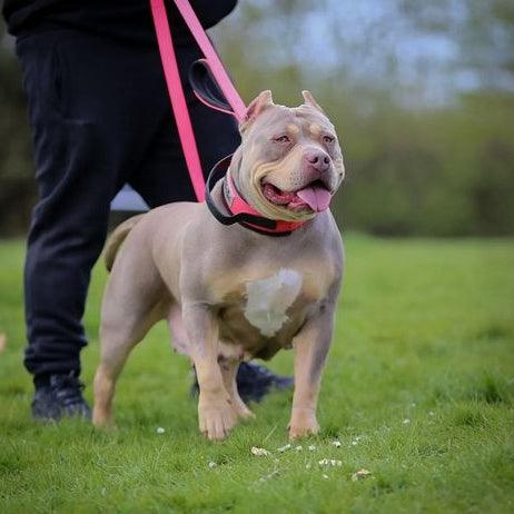 Bestia Dog Sport Doppelgriff-Leine Neon Pink