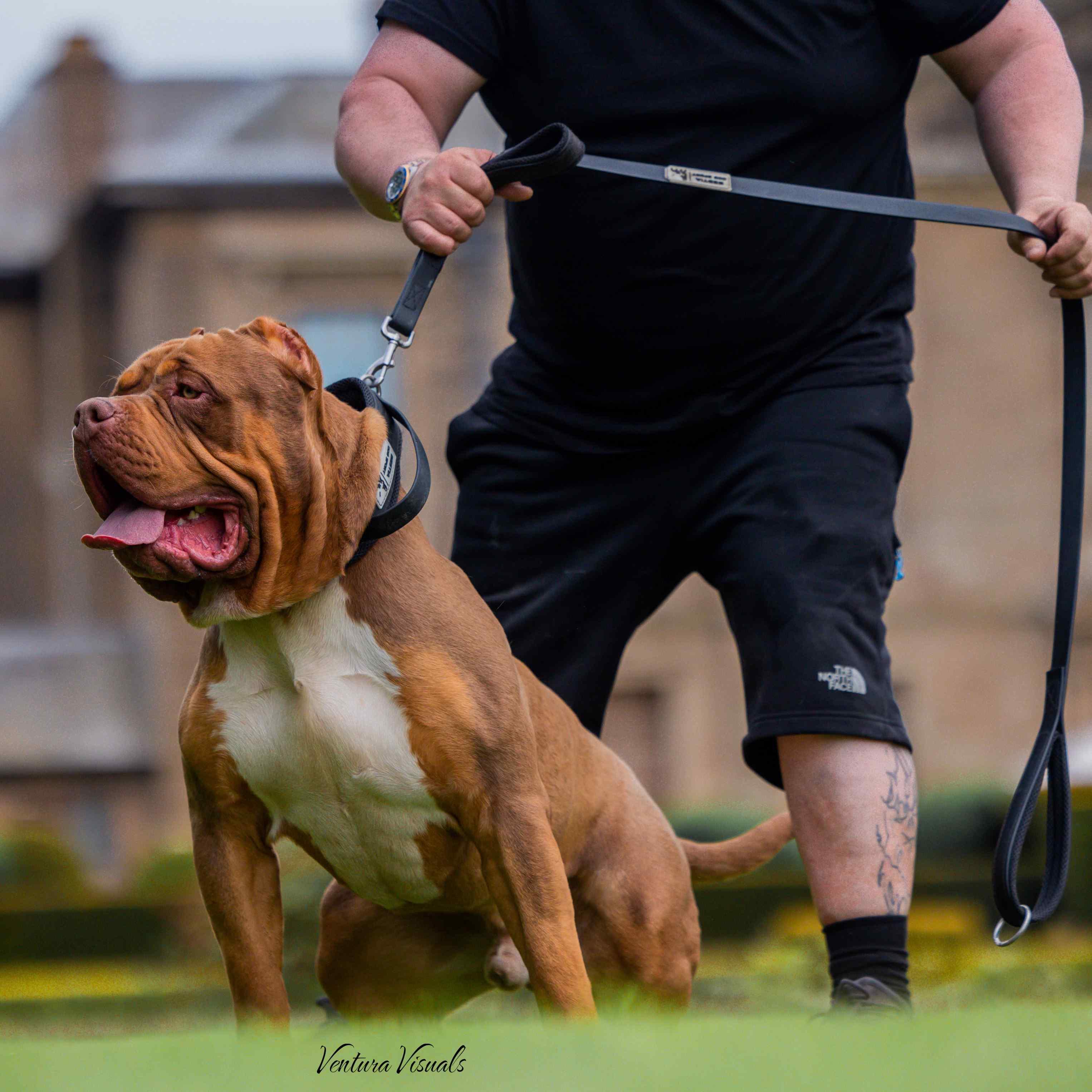 Bestia Dog Sport Doppelgriff-Leine Schwarz